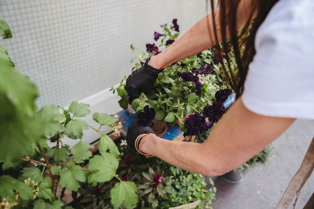 Comment entretenir ses pivoines en vase : nos conseils