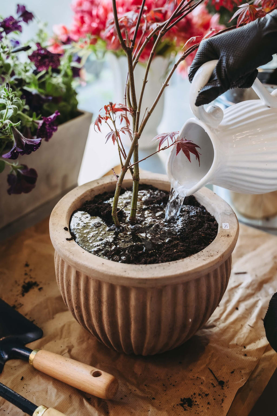 Plantes vertes à Paris - Bouquetier