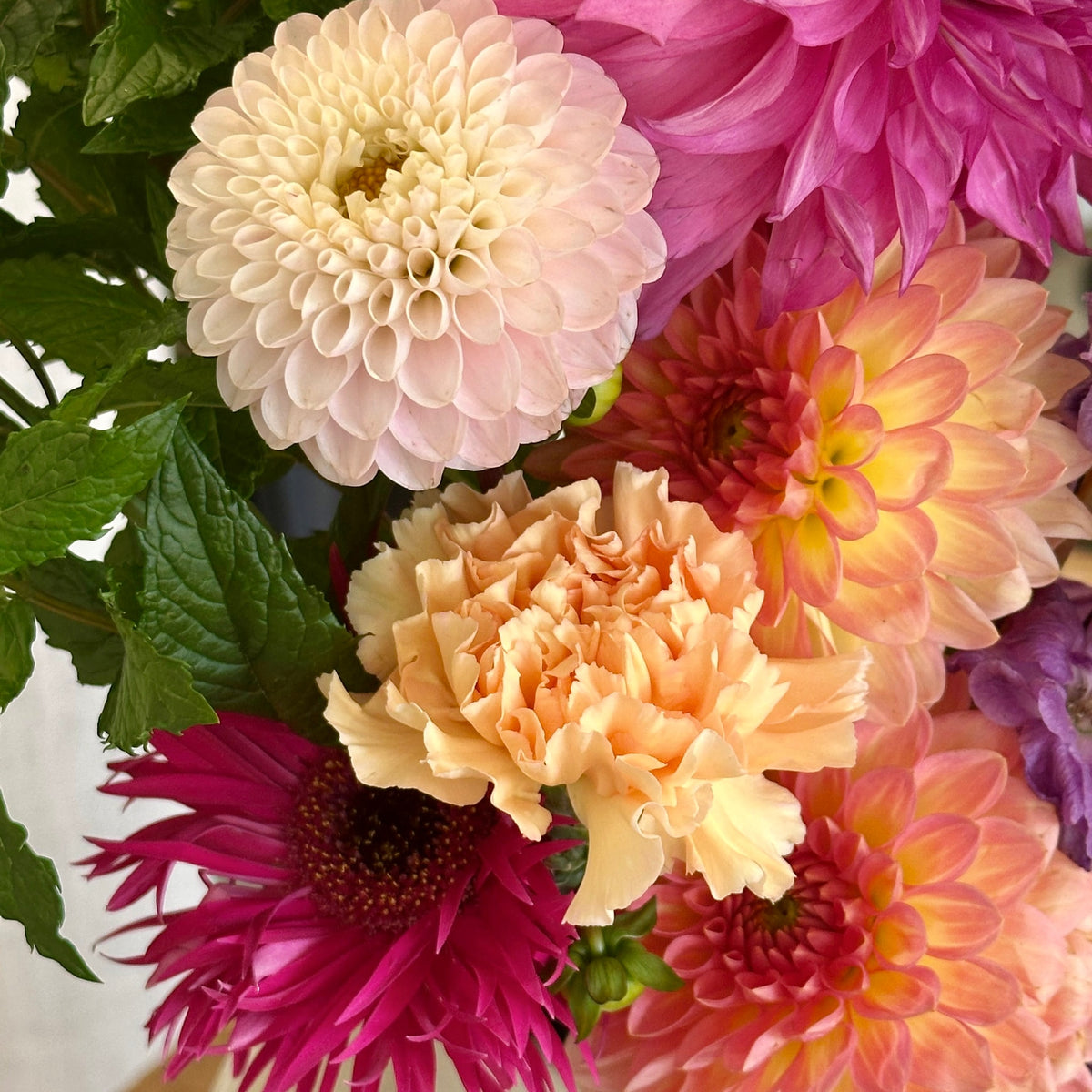 Le Coloré : gros plan dahlias rose pâle, fuchsia, pêche et œillet abricot - Bouquetier Paris 17